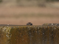 Athene noctua