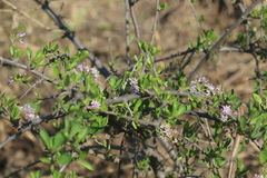 Ehretia rigida