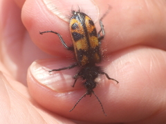 Astylus trifasciatus