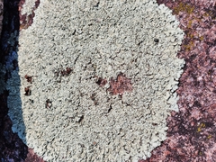 Xanthoparmelia cumberlandia