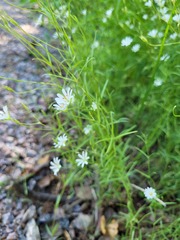 Stellaria longifolia