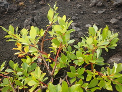 Salix pulchra