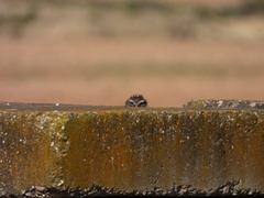 Athene noctua