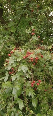 Crataegus monogyna