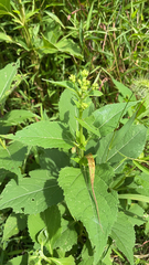 Verbesina occidentalis