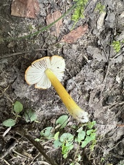 Hygrocybe conica