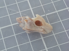 Typhinellus labiatus