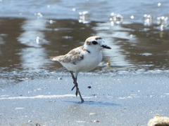Charadrius peronii