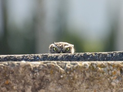 Athene noctua