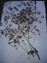 Thalictrum strigillosum