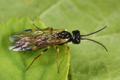 Allantus cingulatus