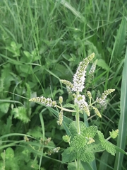 Mentha suaveolens