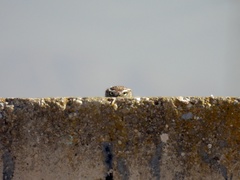 Athene noctua