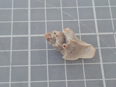 Typhinellus labiatus