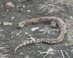 Heterodon platirhinos