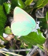 Callophrys