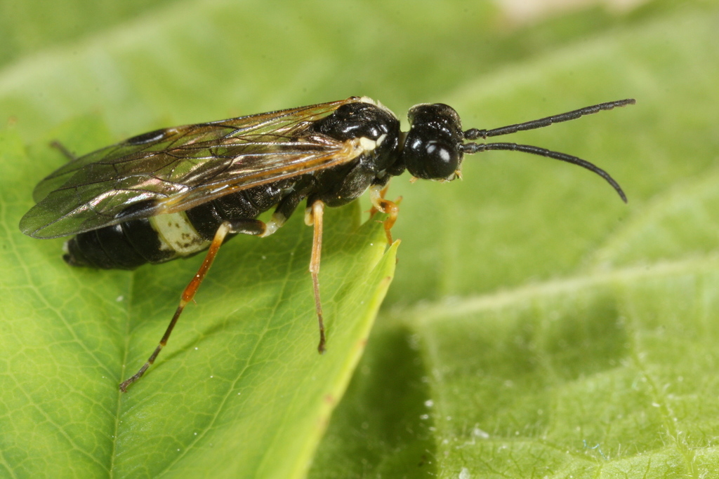 Cream-belted Spindler