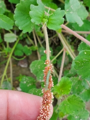 Acalypha monostachya