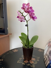 Phalaenopsis