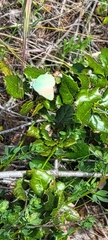 Callophrys