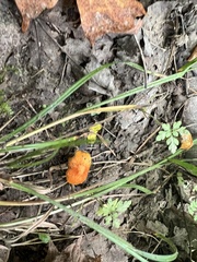 Hygrocybe conica