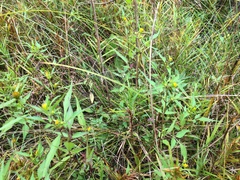Bidens discoidea