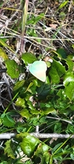 Callophrys