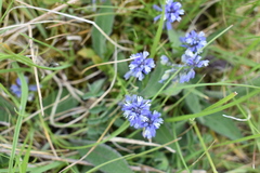 Polygala calcarea