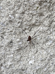 Leiobunum
