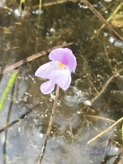 Utricularia purpurea