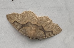 Lambdina fiscellaria