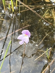 Utricularia purpurea