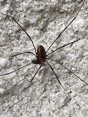 Leiobunum