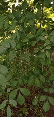 Sambucus nigra