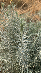 Artemisia filifolia