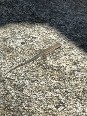 Uta stansburiana elegans