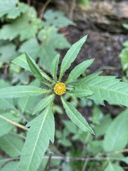 Bidens connata