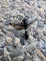 Sphecini