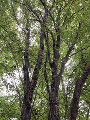 Carpinus caroliniana