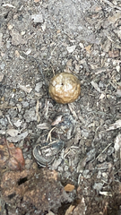 Amphibolips confluenta