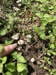 Amanita vaginata