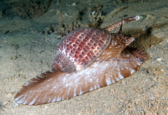 Tonna perdix