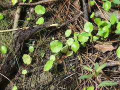 Hydrocotyle verticillata