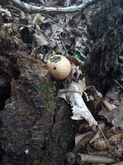 Scleroderma citrinum