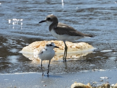 Charadrius leschenaultii