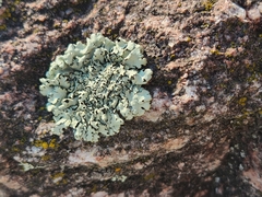 Xanthoparmelia cumberlandia