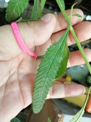 Lippia stoechadifolia