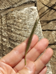 Dichanthium sericeum