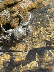 Pachygrapsus marmoratus