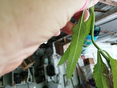 Lippia stoechadifolia